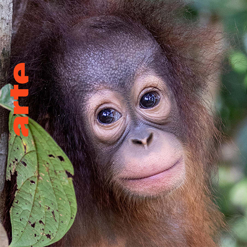 Orang Utans - Borneos Waldmenschen