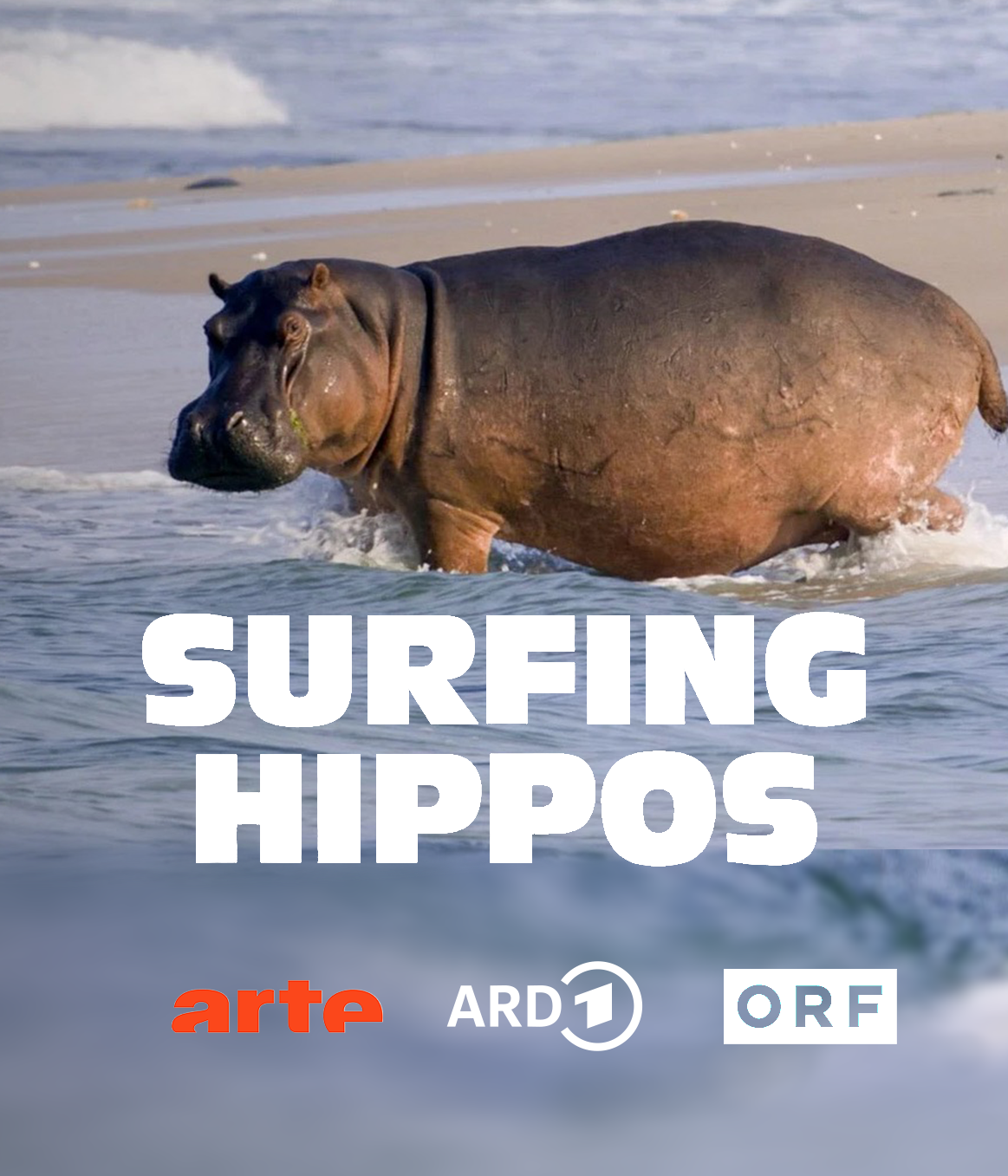 Surfing Hippos